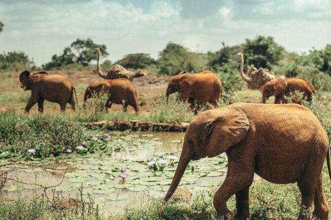 Early Morning Half Day Group Tour to Nairobi National Park - The early start from Kencom to a fast 3-hour drive