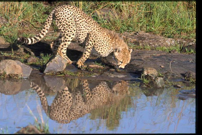 Early Morning Half Day Mini Safari To Nairobi National Park - What You Might See: Lions, Rhinos, and a Lot of Bird Life