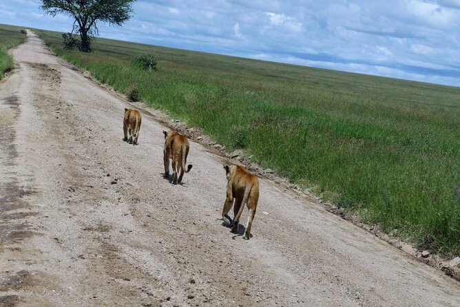 Early Morning Half Day Mini Safari To Nairobi National Park - Mobile Ticket, Private Group Setup, and the Peace of Knowing It’s Managed