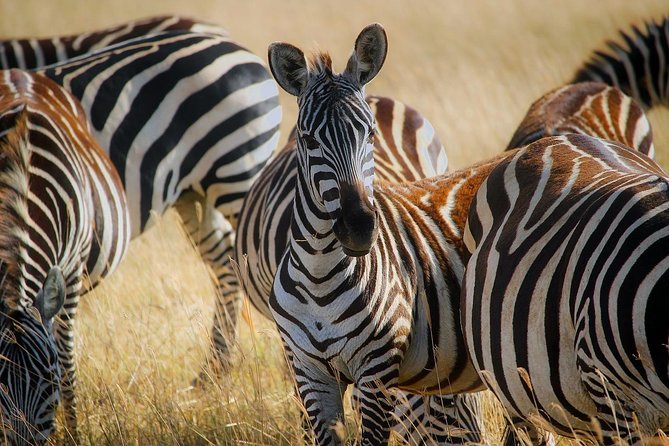 Early Morning Half Day Mini Safari To Nairobi National Park - Who Should Book This Half-Day Nairobi National Park Safari?
