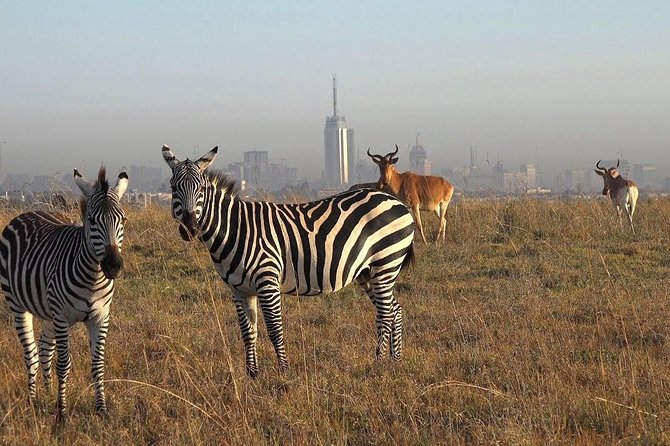 Early Morning Half Day Mini Safari To Nairobi National Park - 6:00 am Hotel Pickup and the Pop-Up Roof Safari Van