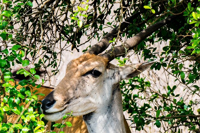 Early Morning Nairobi Park Safari and Giraffe Centre Tour. - A 6am Nairobi morning that feels efficient, not rushed