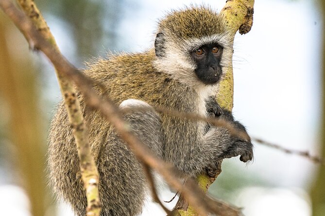 Early Morning Nairobi Park Safari and Giraffe Centre Tour. - Timing: why a private group suits an early safari day