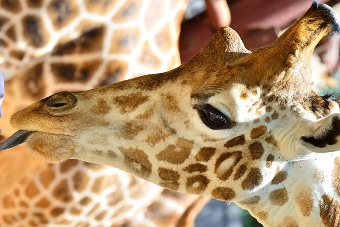 Early Nairobi Park Giraffe Centre and Optional Elephant Orphanage - What You Can Actually See in Nairobi National Park