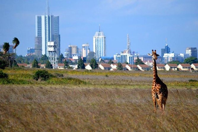Early Nairobi Park Giraffe Centre and Optional Elephant Orphanage - Giraffe Centre at 9:30: Rothschild Giraffes and Conservation in Action