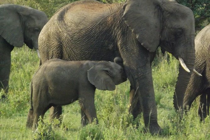 Elephant Orphanage and Giraffe Center Nairobi Day Tour - Key highlights