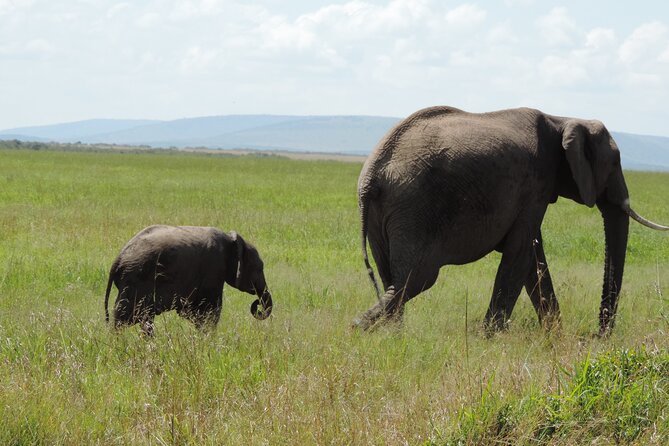Elephant Orphanage and Giraffe Center Nairobi Day Tour - Private Nairobi animal tour, built for tight schedules