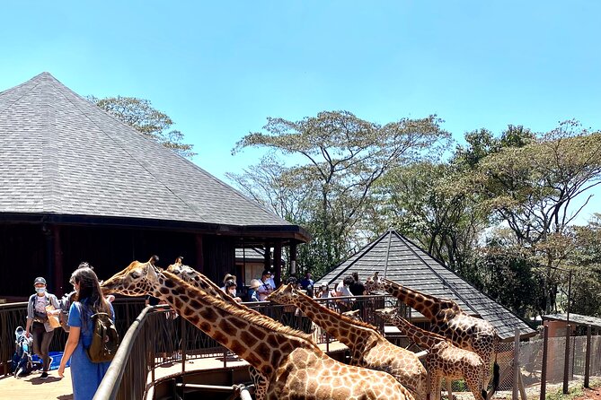 Elephant Orphanage and Giraffe Center Nairobi Day Tour - Second stop at the Giraffe Center: an easy pairing after elephants
