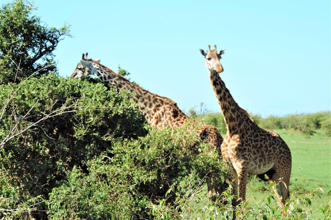Elephant Orphanage and Giraffe Center Nairobi Day Tour - Getting from the airport without losing your morning