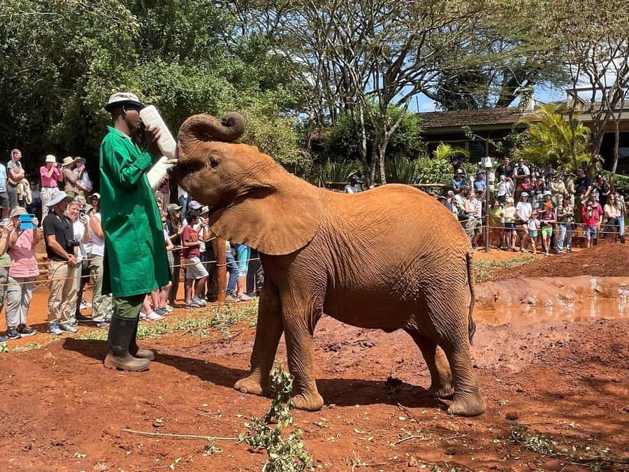 Elephant Orphanage and Giraffe Center Tour with Options - Optional Add-Ons: Karen Blixen, Bomas of Kenya, and Nairobi National Park Game Drive