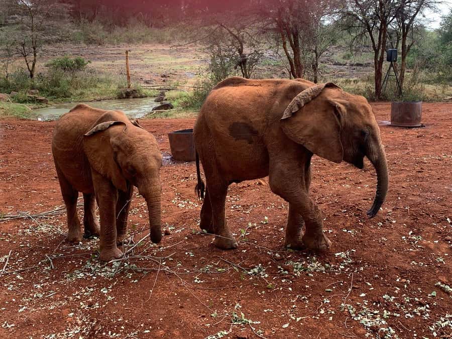 Elephant Orphanage and Giraffe Center Tour with Options - Guides, Languages, and Skipping the Ticket Line