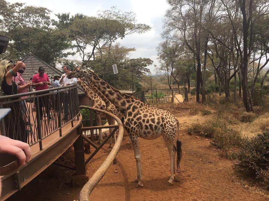 Elephant Orphanage and Giraffe Center Tour with Options - Price Math: $35 Tour Price, the Park Fee, and Where Extras Creep In
