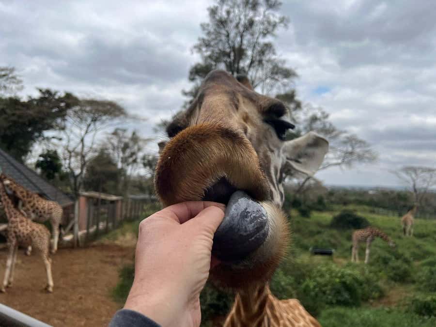 Elephant Orphanage and Giraffe Center Tour with Options - Who Should Book This Nairobi Mix, and Who Might Not Love It