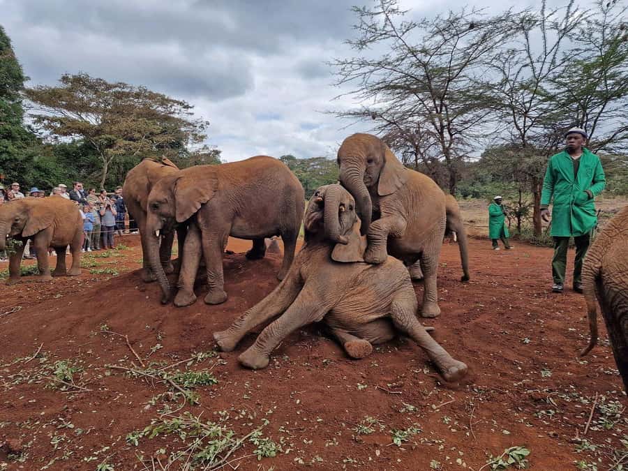 Elephant Orphanage and Giraffe Center Tour with Options - Should You Book This Elephant and Giraffe Day Trip?