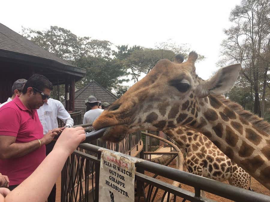 Elephant Orphanage and Giraffe Center Tour with Options - Kazuri Beads Factory: Ceramic Craft, Jewelry Making, and Real Local Work