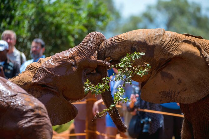 Elephant Orphanage, Giraffe Center & Bomas of Kenya Day Tour - Nairobi Safari Without Leaving the City