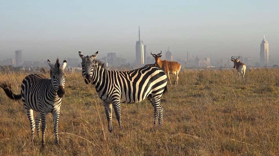 Elephant Orphanage,Giraffe Center&Karen Blixxen Day TripTour - Key highlights to pay attention to