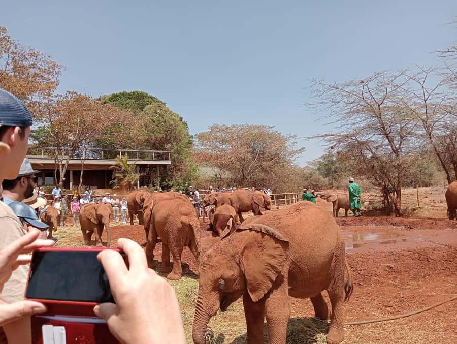 Elephant Orphanage,Giraffe Center&Karen Blixxen Day TripTour - Nairobi in one day: giraffes, elephants, and Karen Blixen