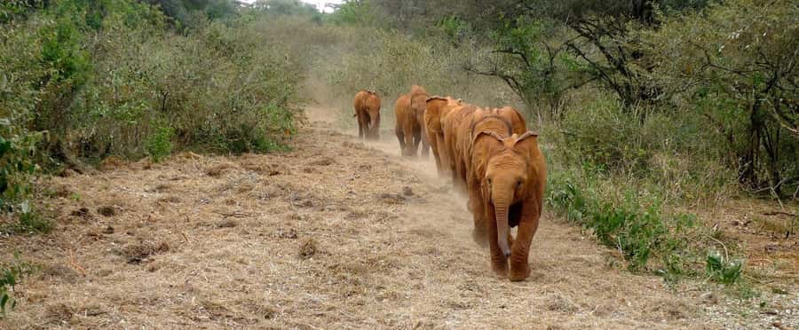 Elephant Orphanage,Giraffe Center&Karen Blixxen Day TripTour - David Sheldrick Wildlife Trust: baby elephants, milk bottles, and real routines