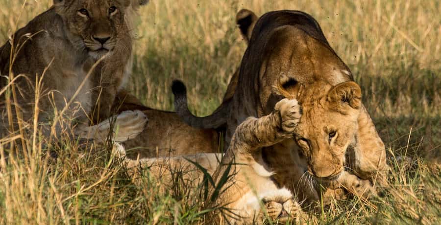 Elephant Orphanage,Giraffe Center&Karen Blixxen Day TripTour - Karen Blixen Museum: Out of Africa context without the theme-park feeling
