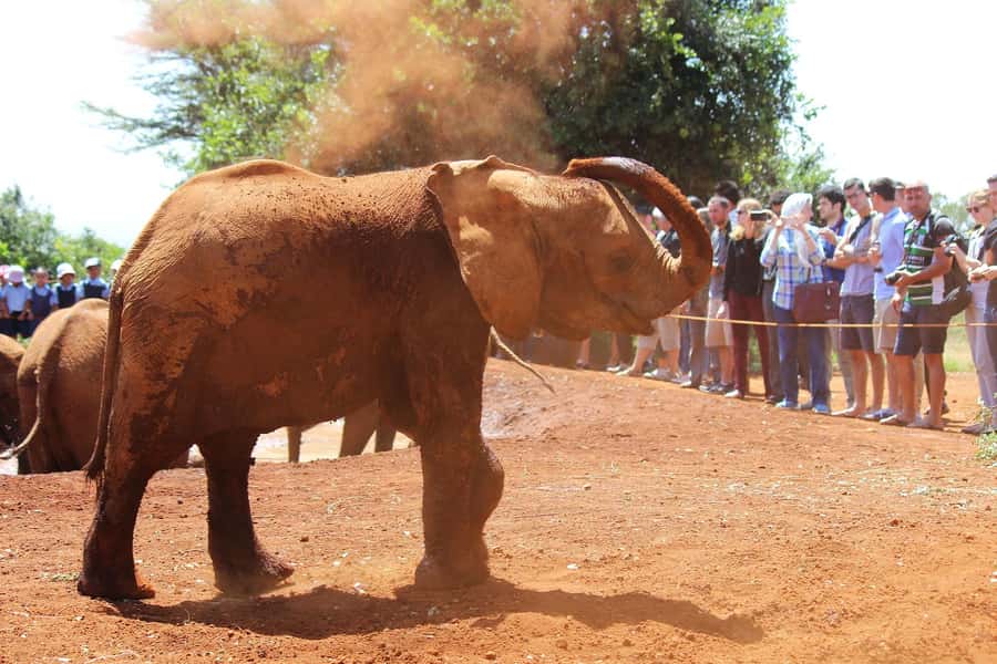 Elephant Orphanage,Giraffe Center&Karen Blixxen Day TripTour - Who this tour fits best (and who may not love it)