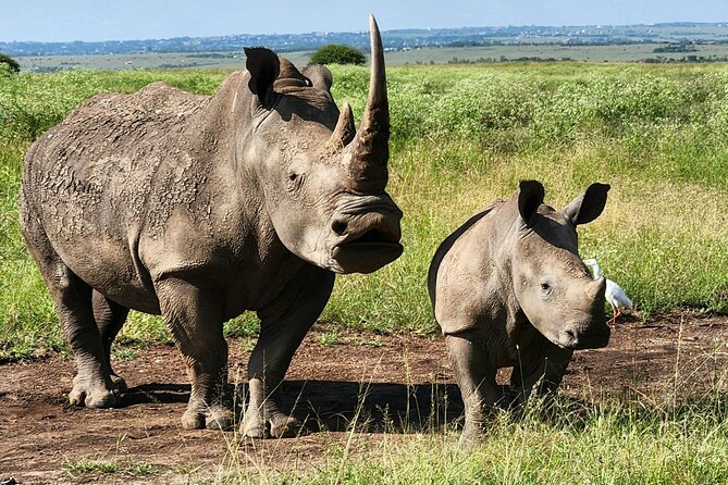 Elephant Orphanage, Giraffe Centre& optional Nairobi NationalPark - Giraffe Centre: Rothschild feeding, a Kenya lesson, and a calm nature walk