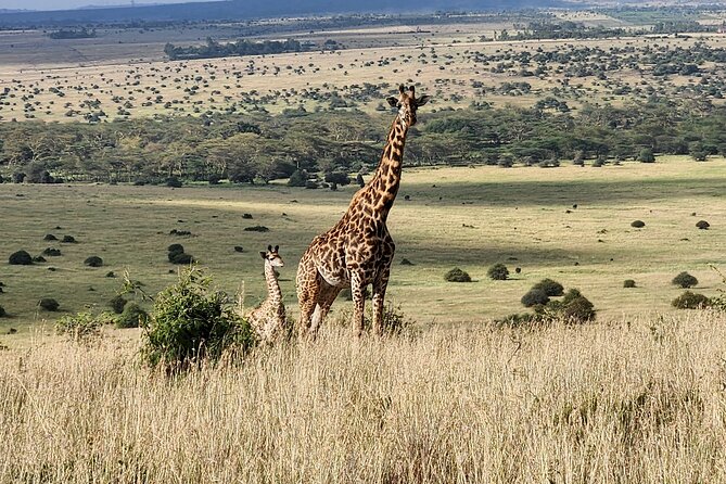 Elephant Orphanage, Giraffe Centre& optional Nairobi NationalPark - Optional Nairobi National Park: Big Five odds, skyline views, and birds that steal the show