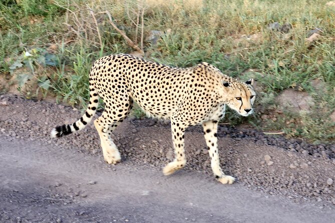 Elephant Orphanage, Giraffe Centre& optional Nairobi NationalPark - What the timing feels like in an 8-hour day