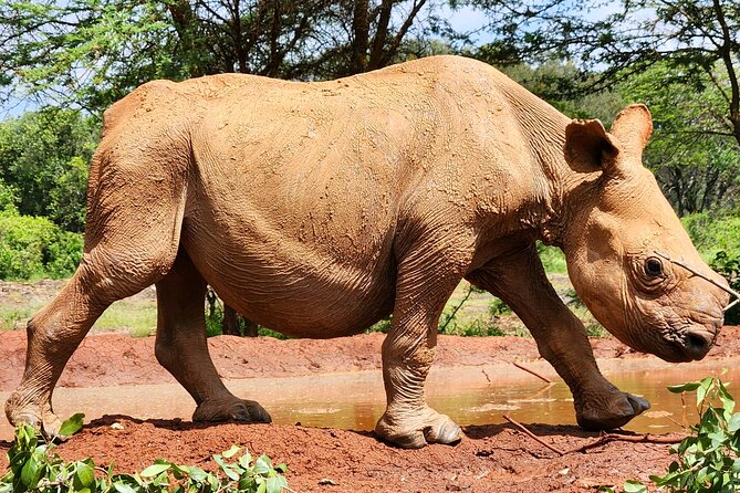 Elephant Orphanage, Giraffe Centre& optional Nairobi NationalPark - Tips to make your day smoother