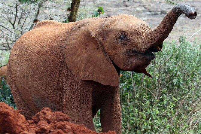 Elephant Orphanage, Giraffe Centre& optional Nairobi NationalPark - Kobe Beads Centre: hands-on craft, then lunch or flight drop-off