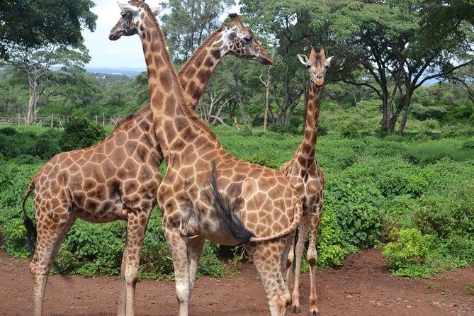 Elephant Orphanage & Giraffe Centre Tour - Elephant Orphanage and Giraffe Centre, Nairobi: the main idea