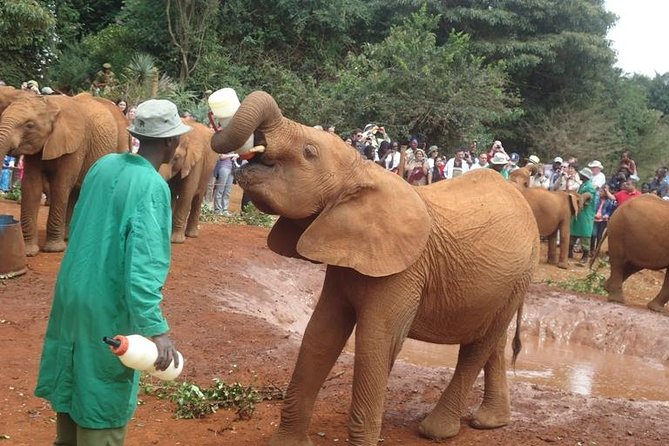 Elephant Orphanage & Giraffe Centre Tour - Stop 1 at Giraffe Centre: hand-feeding Rothschild giraffes