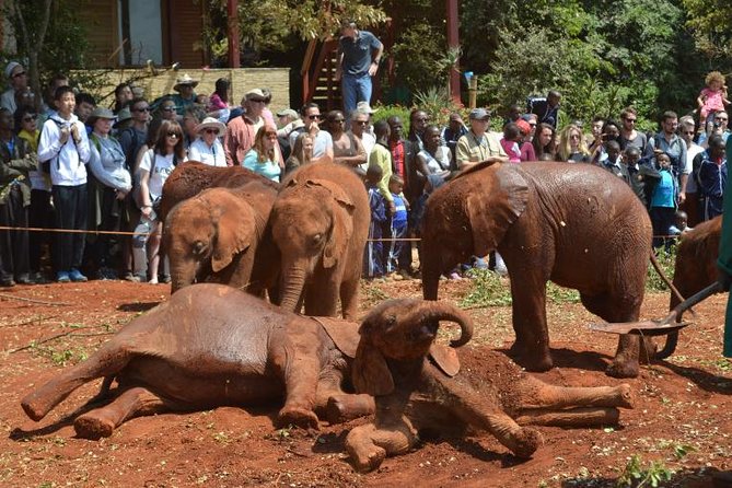Elephant Orphanage & Giraffe Centre Tour - Why the conservation “feel” here is different