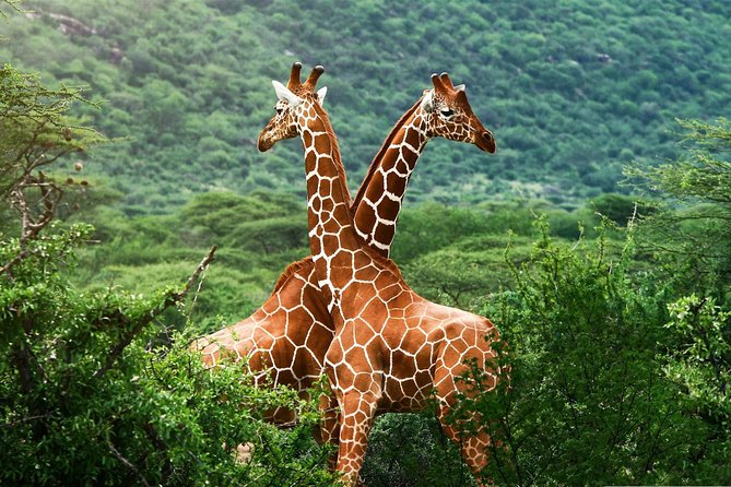 Elephant Orphanage & Giraffe Centre Tour - Timing and the 8:00 am start: what that means for your day