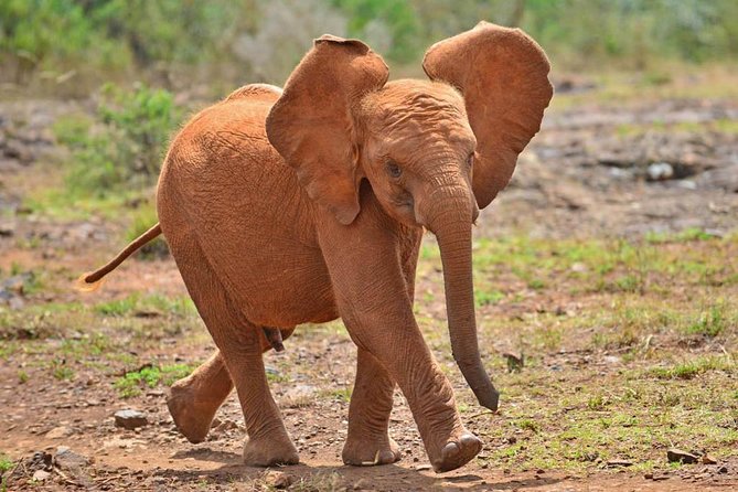 Elephant Orphanage & Giraffe Centre Tour - Price and logistics: the real cost is $95 plus $45