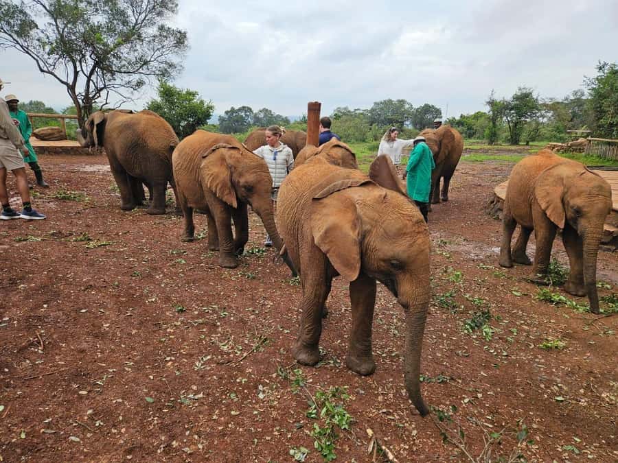 Elephant Orphanage, Giraffee Center, Karen Blixxen Meseum - Key highlights you will care about
