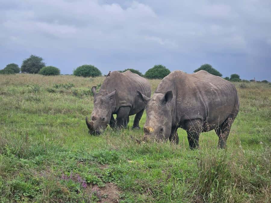 Elephant Orphanage, Giraffee Center, Karen Blixxen Meseum - From Nairobi pickup to the animal zones, how this half-day actually works
