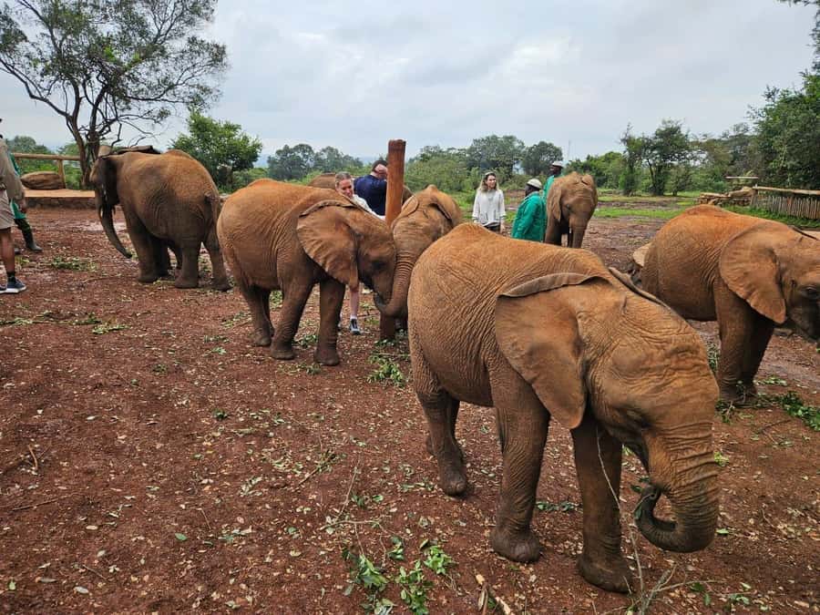 Elephant Orphanage, Giraffee Center, Karen Blixxen Meseum - David Sheldrick Elephant Orphanage: milk bottles, water play, and personal elephant stories