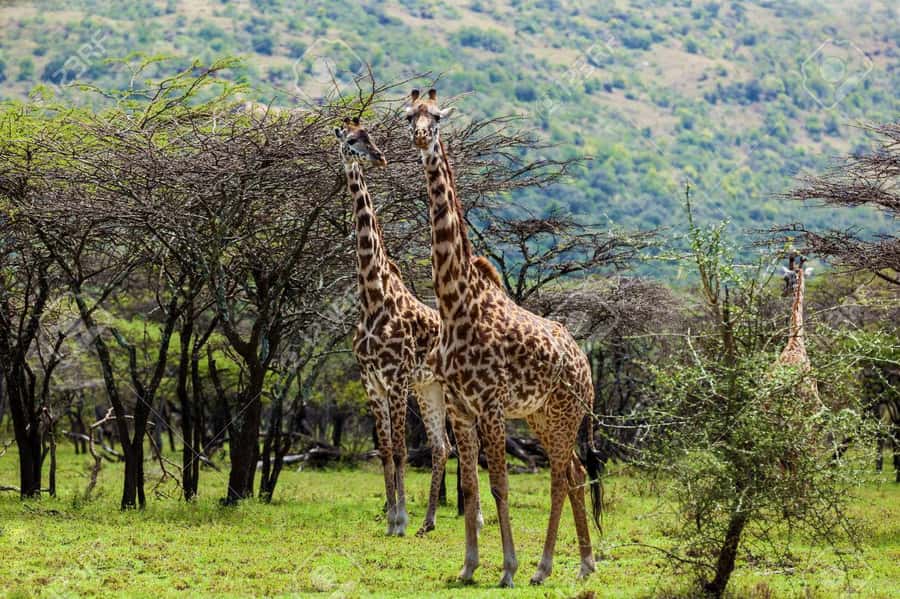 Elephant Orphanage, Giraffee Center, Karen Blixxen Meseum - Karen Blixen Museum of Out of Africa fame: how the cultural stop lands