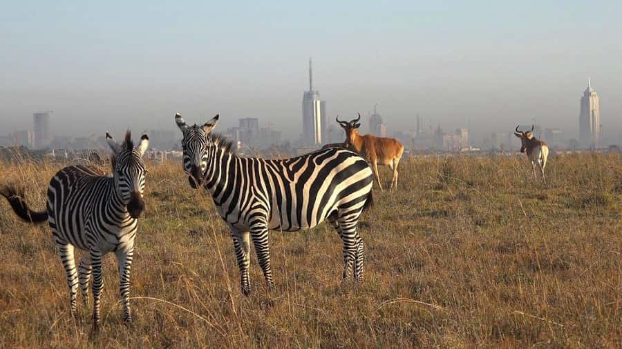 Elephant Orphanage, Giraffee Center, Karen Blixxen Meseum - FAQ