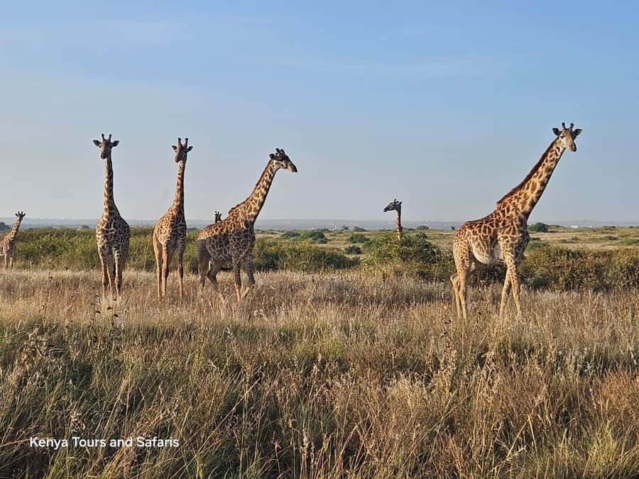 Elephant Orphanage, Giraffee Center, Karen Blixxen Meseum - Giraffe Center: Rothschild giraffes, calm feeding, and conservation talk