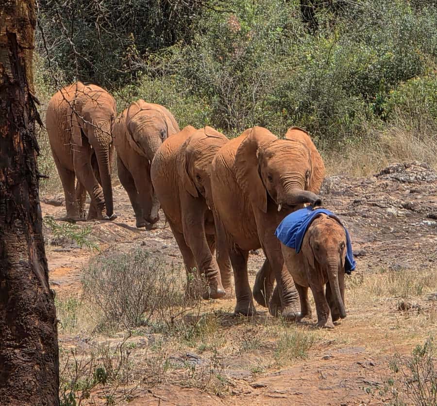 Elephant Orphanage Trust, Giraffes & Bomas of Kenya Day Tour - Conservation through action: adopting or sponsoring an orphaned elephant