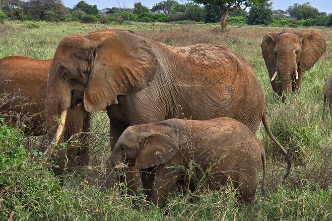 Elky Tours 2 Days Tsavo East Tour - Day 1 Schedule: Morning Drive, Lodge Lunch Break, Sunset Hunt