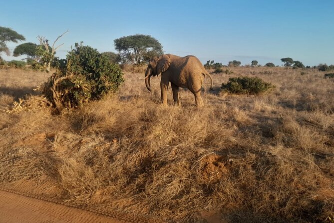 Elky Tours 2 Days Tsavo East Tour - Food and What to Expect on Safari Meals