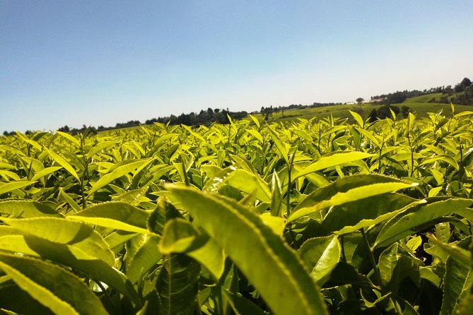 Excursion to Kiambethu Tea Farm - Kiambethu Tea Farm: what you really see and why it’s worth the trip