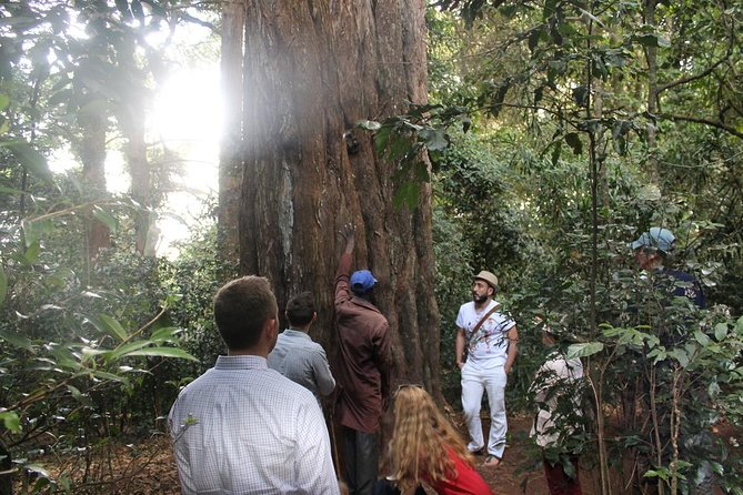 Excursion to Kiambethu Tea Farm - Tea tasting and your cup of Kenyan tea, explained