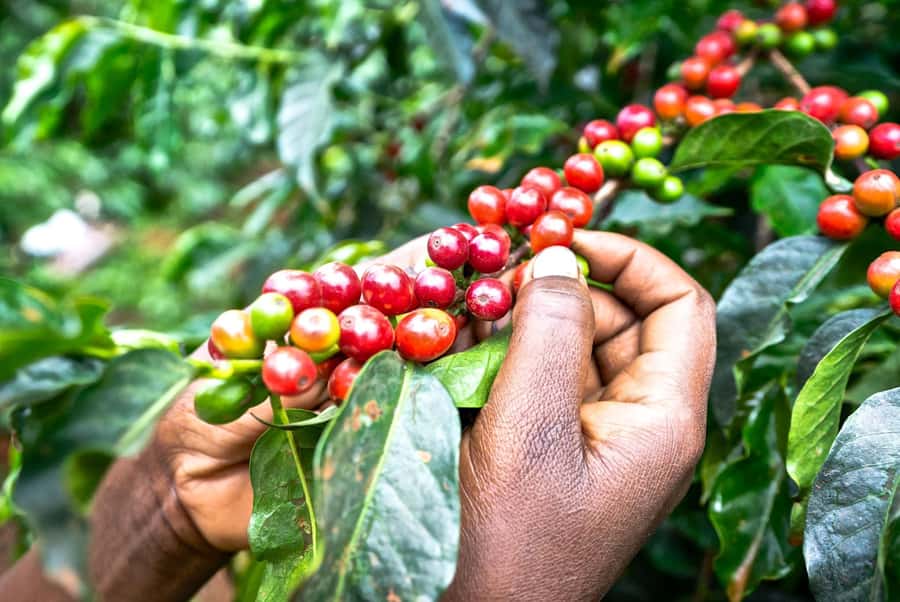 Fairview Coffee Estate Tour From Nairobi - Key things that make this tour worth your time