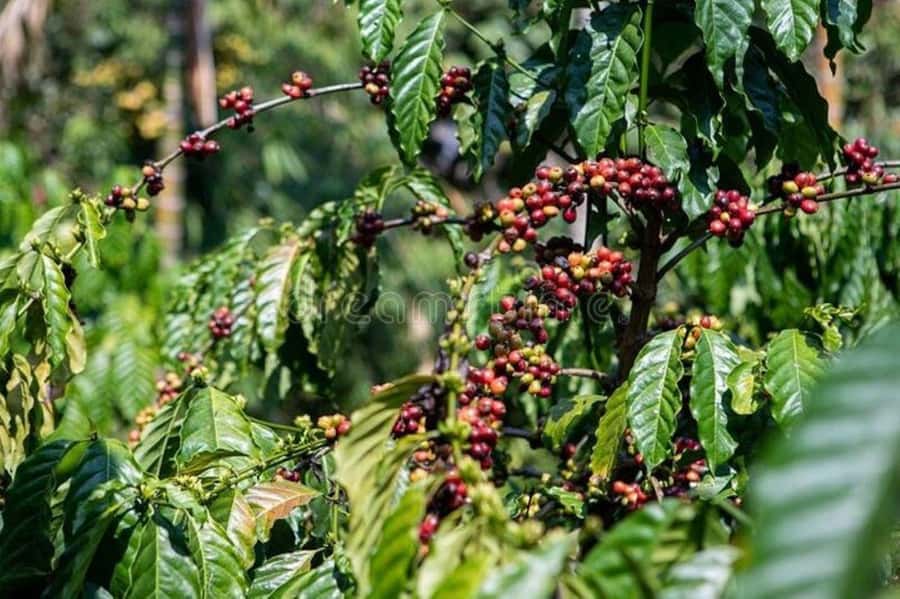 Fairview Coffee Estate Tour From Nairobi - Shopping and taking Kenyan coffee home, without turning it into a money pit