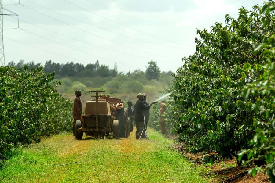 Fairview Coffee Estate Tour From Nairobi - Time, comfort, and what to plan for on an 8-hour schedule
