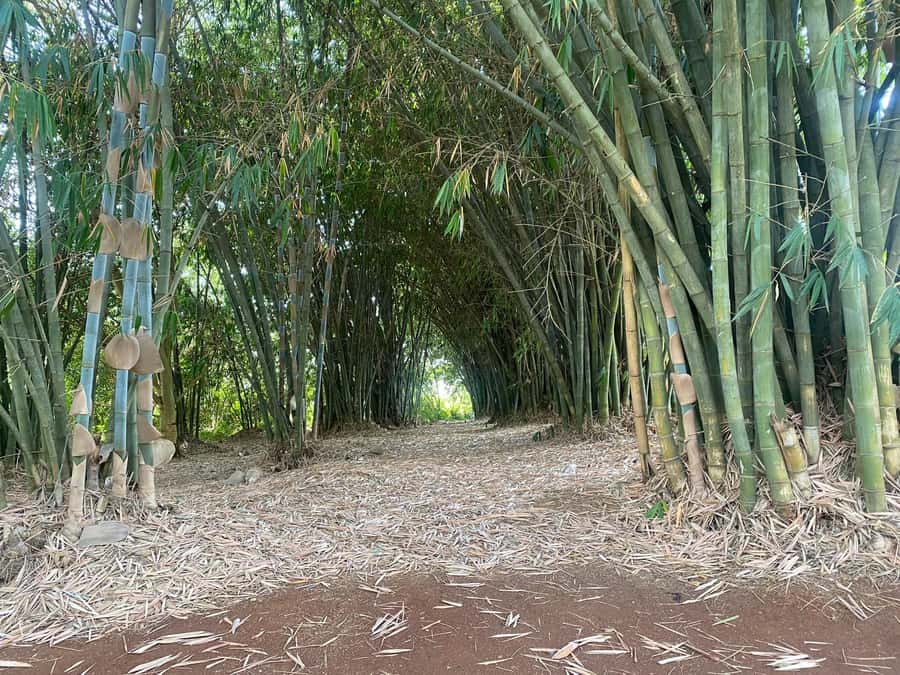 Fairview Coffee Estate Tour From Nairobi - Who this tour suits best, and who should think twice